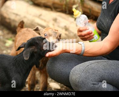 Eine Farmerin, die ihre Ziegenmilch aus einer Flasche füttert Stockfoto