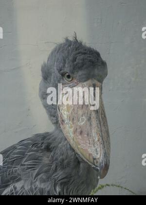 Shoebill (Balaeniceps rex), auch bekannt als Walkopf, Walstörch Stockfoto