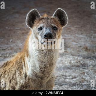 Die Hyäne ist Afrikas häufigster großer Fleischfresser. Gepunktetes Hyänenporträt. Crocuta crocuta. Foto einer gefleckten Hyäne im Nationalpark. Reisefoto, Stockfoto