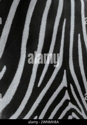 Tierhaut gewöhnliches Zebra oder Burchell's Zebra (Equus burchelli) Haut gestreifte Hintergrundtextur Stockfoto