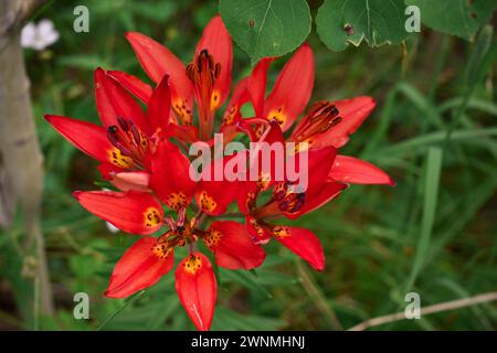 Bekannt als Westliche Rote Lilie, Holzlilie, Philadelphia Lilie und Prärie Lilie. Grüner Hintergrund, der die roten Blütenblätter kontrastiert. Stockfoto