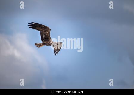 Osprey fliegt gegen einen blauen, bewölkten Himmel. Die Flügel breiten sich aus Stockfoto