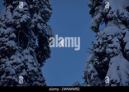 Gulmarg, Indien. März 2024. Der schwindende Gibbous Mond erhebt sich über den schneebedeckten Bäumen in Gulmarg, etwa 55 km von Srinagar entfernt. Quelle: SOPA Images Limited/Alamy Live News Stockfoto