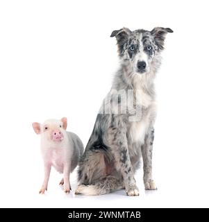 Junger Border Collie vor weißem Hintergrund Stockfoto