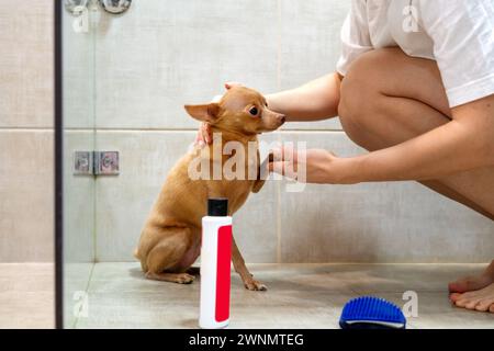 Vorbereitung zum Waschen des kleinen Hundes in der Dusche zu Hause. Toy Terrier Hund. Stockfoto