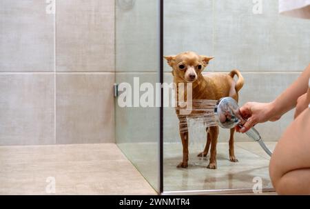 Ihr Haustier zu Hause unter der Dusche waschen. Toy Terrier Hund. Stockfoto