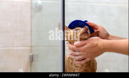 Kleiner Hund in der Dusche waschen. Spielzeugterrier Hund. Stockfoto