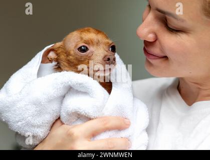 Die Frau umarmt ihren niedlichen Lapdog im weißen Bademantel. Liebe und Pflege für das Haustier. Stockfoto