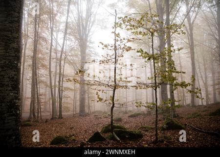Zwei junge, dünne Buchen, in den Wäldern und dichtem Nebel, Monte Amiata, Siena, Toskana, Italien Stockfoto
