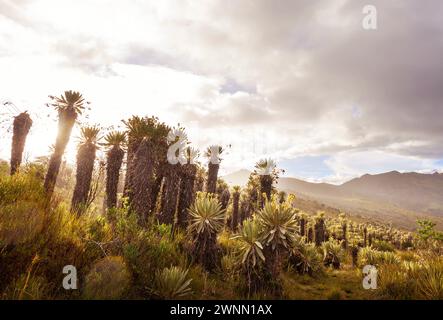 Forest of Frailejones oder Espeletia, eine wunderschöne Pflanze in den kolumbianischen Bergen, Südamerika Stockfoto