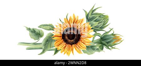 Sonnenblumenstrauß horizontal liegend. Gelb-orange Sommerblumen am Stiel mit Blättern. Blumenkopf, Knospe. Feldwildblumen. Aquarellabbildung Stockfoto