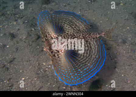 Ein Flying Gunard (Dactylopterus volitans) in Florida, USA Stockfoto