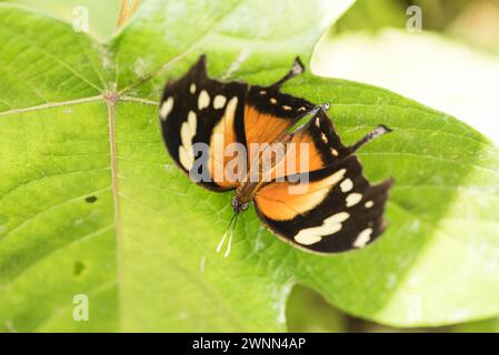 Stanged Tiger Leafwing (Konsul fabius) in Montezuma Eco-Lodge, Kolumbien Stockfoto