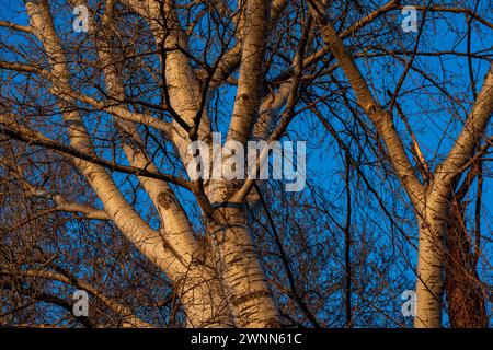 Goldenes Leuchten. Zitternde Espenbaumpflanze, Populus Tremula beleuchtet von der Sonne. Stockfoto