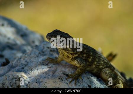 Lockige Eidechse mit langen Krallen auf einem Lavastein mit verschwommenem gelbem Hintergrund. Stockfoto