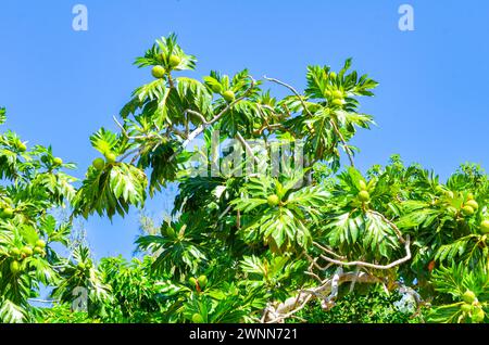 Brotfrucht-Baum mit kleinen grünen Früchten, großen ovalen glänzenden grünen Blättern und blauem Himmel. Stockfoto