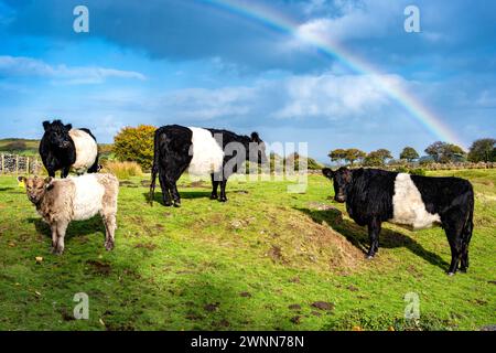 Belted Galloway Kühe, einschließlich eines Kalbes, im Dartmoor National Park mit einem Regenbogen über dem Dach. Meldon, Devon, England, Großbritannien. Stockfoto