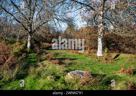 Sonniger Dezember Blick auf die Landschaft in der Nähe von Throwleigh, Dartmoor, Devon England, Großbritannien. Stockfoto