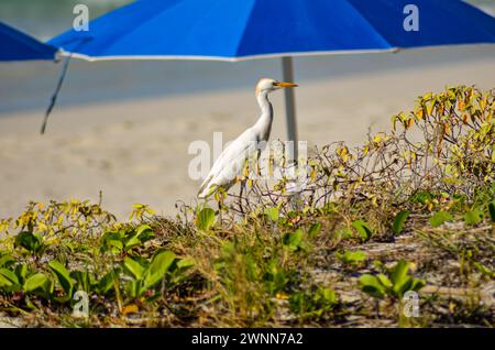 Rinderreiher, Sanddünen, grüne und orangene indigene Strandpflanzen, blauer Sonnenschirm, verschwommener Hintergrund aus Sand und Wasser. Stockfoto