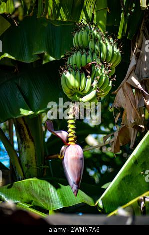 Bananenbaumblume mit einem Bestand grüner Bananen, umgeben von großen grünen glänzenden Blättern. Stockfoto