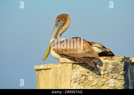 Nicht-züchtige junge braune Pelikan ruht an einem heißen sonnigen Tag auf der Spitze des Wellenbrechers. Seitenansicht. Stockfoto