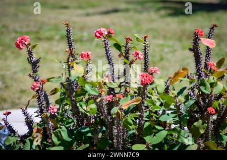 Dornenkrone Pflanzen mit rosa Blüten, grünen Blättern und verschwommenem Hintergrund. Stockfoto