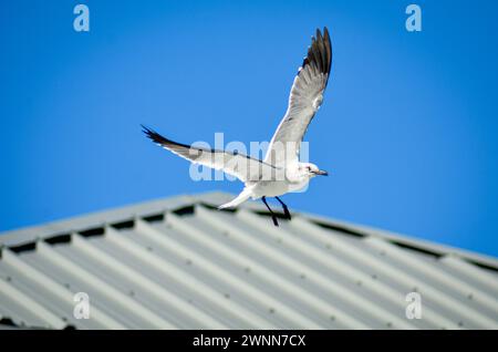 Nicht zuchtende adulte Möwe, während des Fluges, Flügel gespreizt, schwarze Beine unten, überdachtes Metalldach, unscharfer Hintergrund. Stockfoto