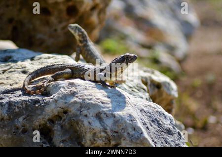 2 lockige Eidechsen auf einem Lavastein, mit 1 Echse Nahaufnahme und die andere Echse verschwimmt im Hintergrund. Stockfoto