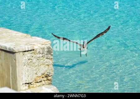 Brauner Pelikan in der Mitte des Fluges, Sonnentag, Flügel weit ausgebreitet, bereit für die Landung auf der Mauer. Stockfoto