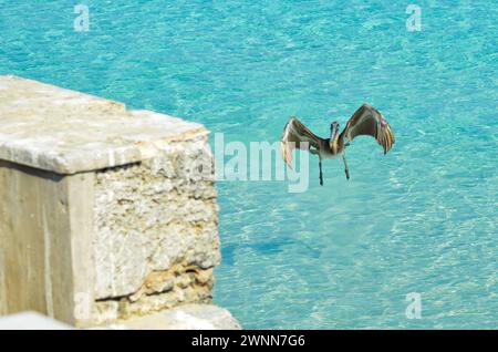 Brauner Pelikan in der Mitte des Fluges, Sonnentag, Flügel weit ausgebreitet, bereit für die Landung auf der Mauer. Stockfoto