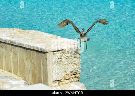 Brauner Pelikan in der Mitte des Fluges, Sonnentag, Flügel weit ausgebreitet, bereit für die Landung auf der Mauer. Stockfoto