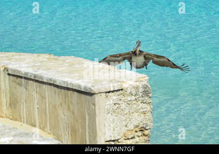 Brauner Pelikan in der Mitte des Fluges, Sonnentag, Flügel weit ausgebreitet, bereit für die Landung auf der Mauer. Stockfoto