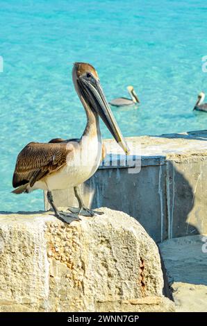 Nicht-Zucht Brown Pelican, der auf der Zementwand sitzt. Klares blaues Wasser und verschwommene Pelikane im Hintergrund. Stockfoto
