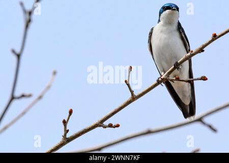 Nahaufnahme einer wunderschönen, tiefblauen Baumschwalbe, die auf einem dünnen Baumzweig thront. Stockfoto