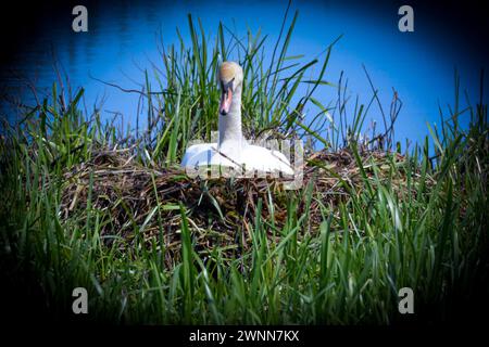 Zucht von Mute Swan, der auf seinem großen Nest sitzt, umgeben von hohem grünem Gras und blauem Wasser. Stockfoto