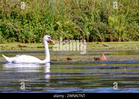 Ein männlicher Schwan, der zwischen den Seerosen schwimmt. Stockfoto