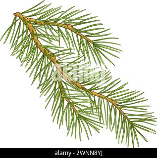 Tannenzweig mit Nadeln farbige detaillierte Abbildung. Ätherisches Öl Inhaltsstoff für Kosmetik, Spa, Aromatherapie, Gesundheit, alternative medici Stock Vektor