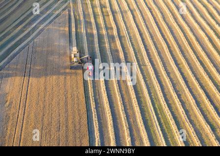 Luftaufnahme eines Mähdreschers und eines Traktors, der den Weizen auf einem Feld erntet, Jütland, Dänemark. Stockfoto