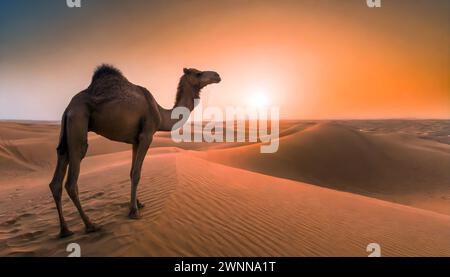 Ein einsames Kamel steht unter der Sonnenuntergangswüste in der Wüste Dammam, Saudi-Arabien. Stockfoto