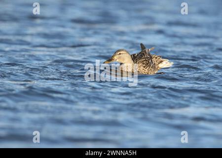 JungtierStockenten Anas platyrhynchos schwimmen an einem windigen Tag im Winter auf blauem Wasser Stockfoto