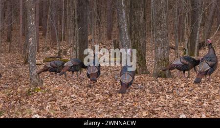 Junggesellengruppe wilder Truthühner an einem Februartag im Norden von Wisconsin. Stockfoto