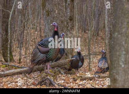 Junggesellengruppe wilder Truthühner an einem Februartag im Norden von Wisconsin. Stockfoto