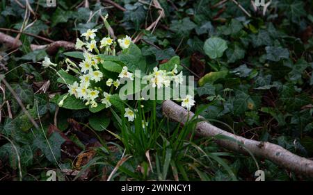 Wilde Primrose, Primula vulgaris wächst in einem bewaldeten Gebiet entlang eines Weges entlang der Wiltshire Downs. Stockfoto