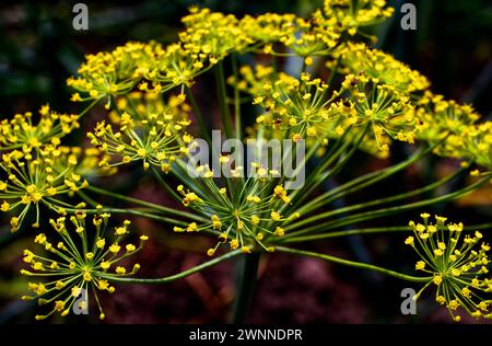 Eine Nahaufnahme von grünen und gelben Blumen mit dunklem Hintergrund. Stockfoto