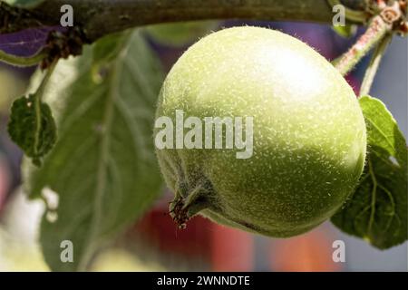 Nahaufnahme eines taufrischen grünen Apfels auf einem Baum mit Blättern und Zweigen im Hintergrund mit weichem Fokus. Stockfoto