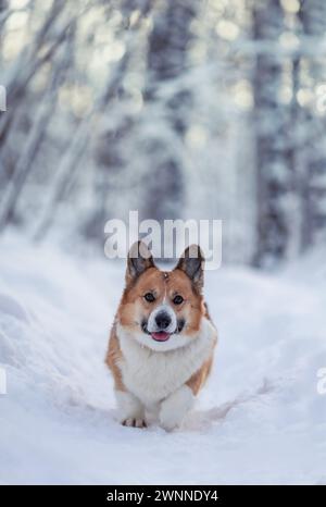 Porträt eines süßen Corgi-Hundes, der durch weißen Schnee in einem winterlichen Park läuft Stockfoto