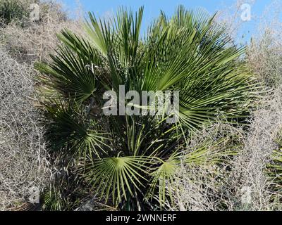 Europäische Fächerpalme, Chamaerops demütigt die Natur in Málaga, Südspanien. Stockfoto