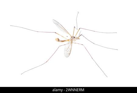 Cranefly Species Tipula sayi Daddy Longlegs in High Definition mit extremer Fokussierung und DOF-Tiefe auf weißem Hintergrund. Oft falsch Stockfoto