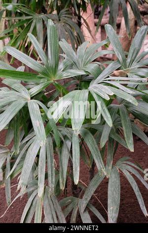 Rhapis excelsa, auch bekannt als Laubblättrige Damenpalme oder Bambuspalme. Stockfoto