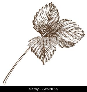 Erdbeerblatt mit Graviertechnik. Handgezeichnete botanische Tuschzeichnung einer Pflanze mit feinen Details. Vektor-Heilkräuter, Vitamin-Tee-Zutat. R Stock Vektor